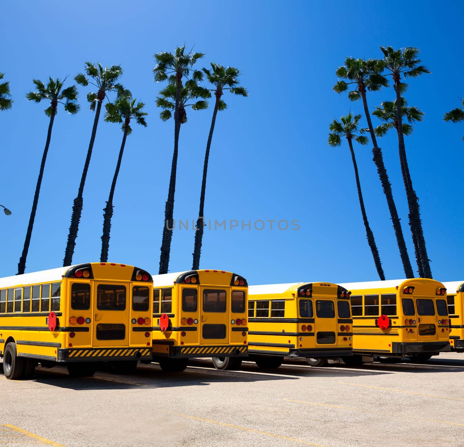 American school bus row with California palm trees photo mount