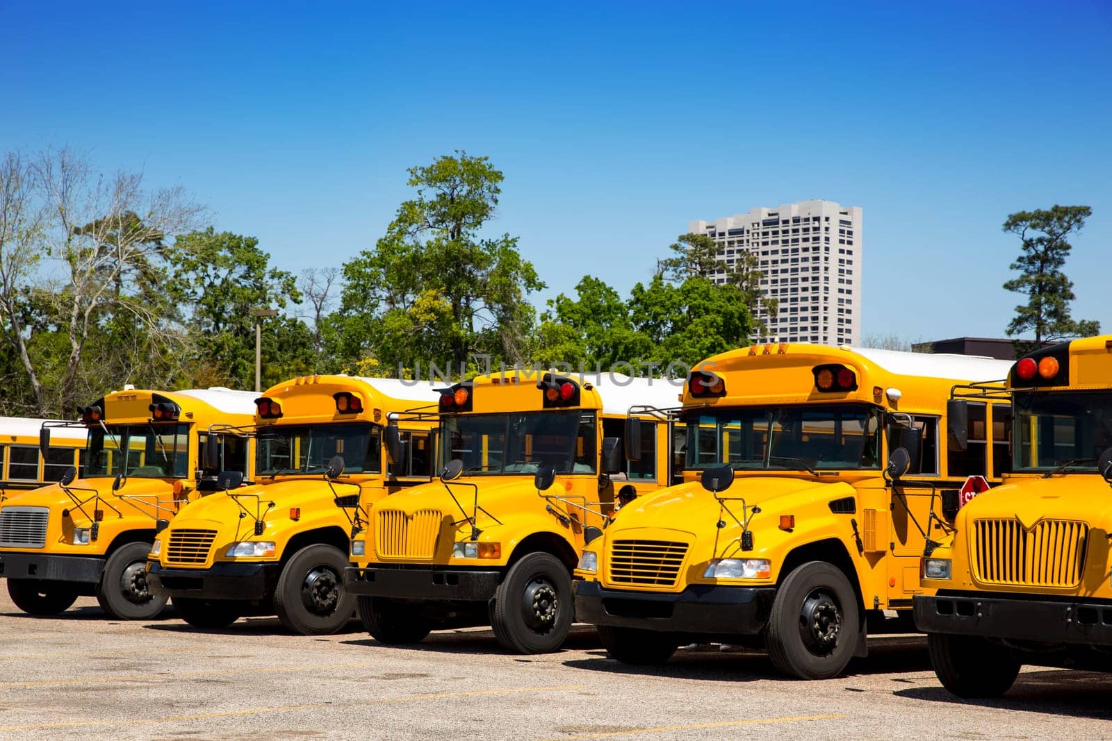 American typical school buses in a row in a parking lot