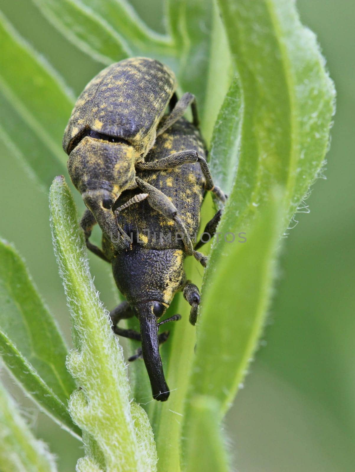Weevil (Larinus sturnus) mating