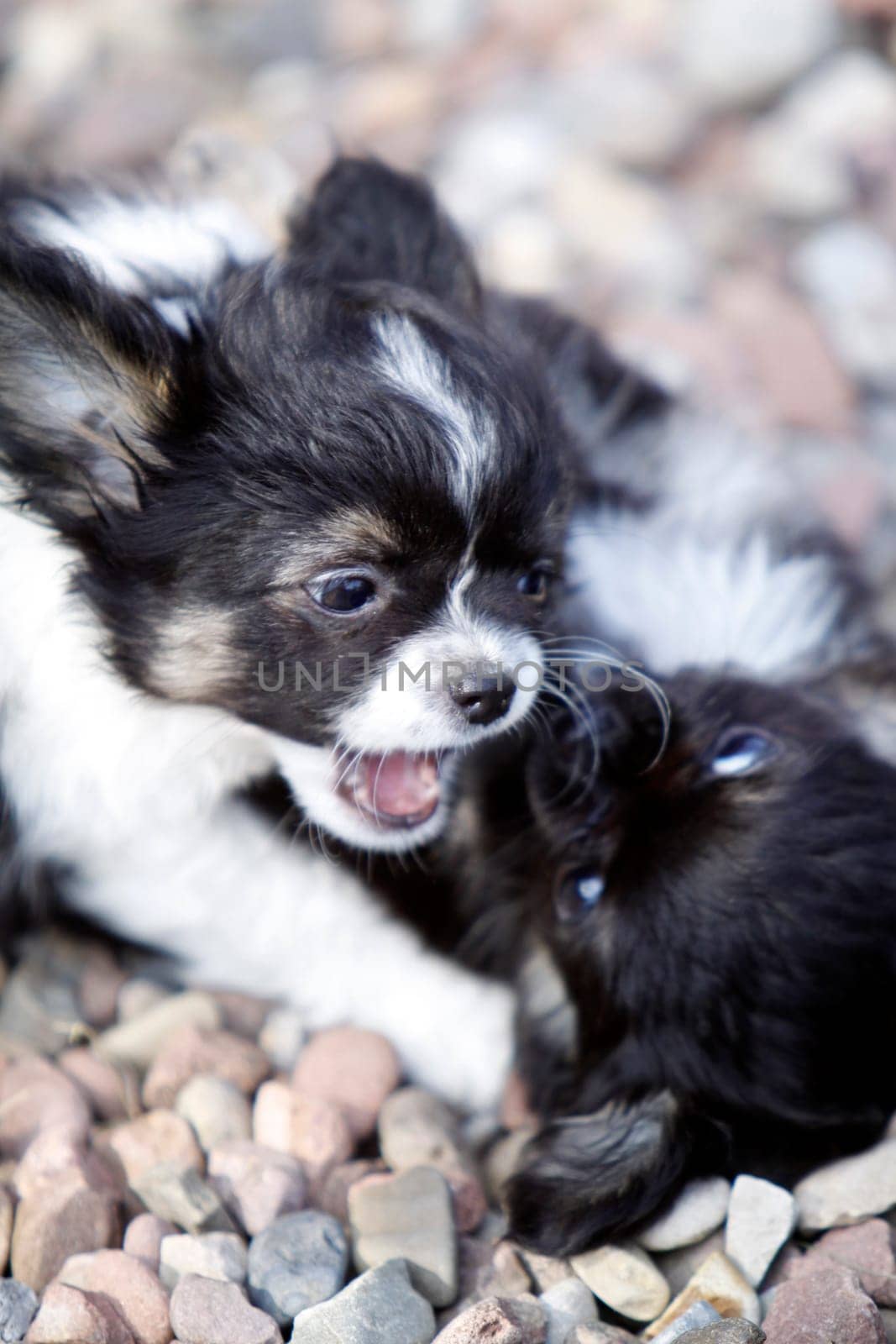 Fighting Chihuahuas