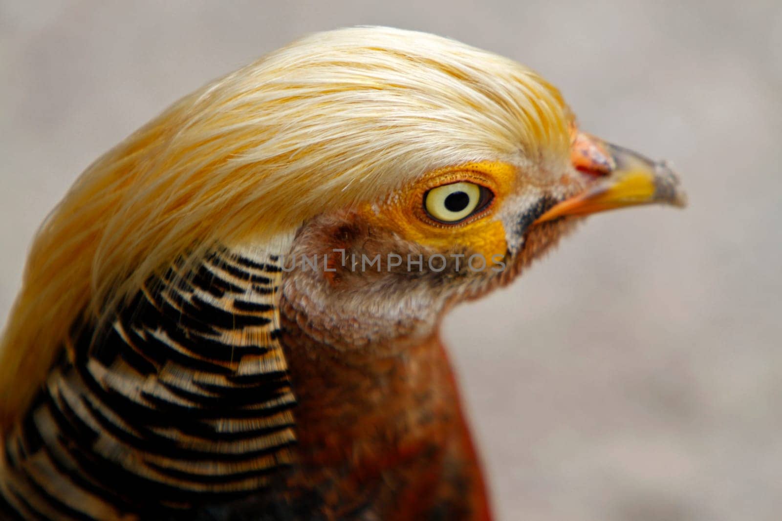 Golden pheasant