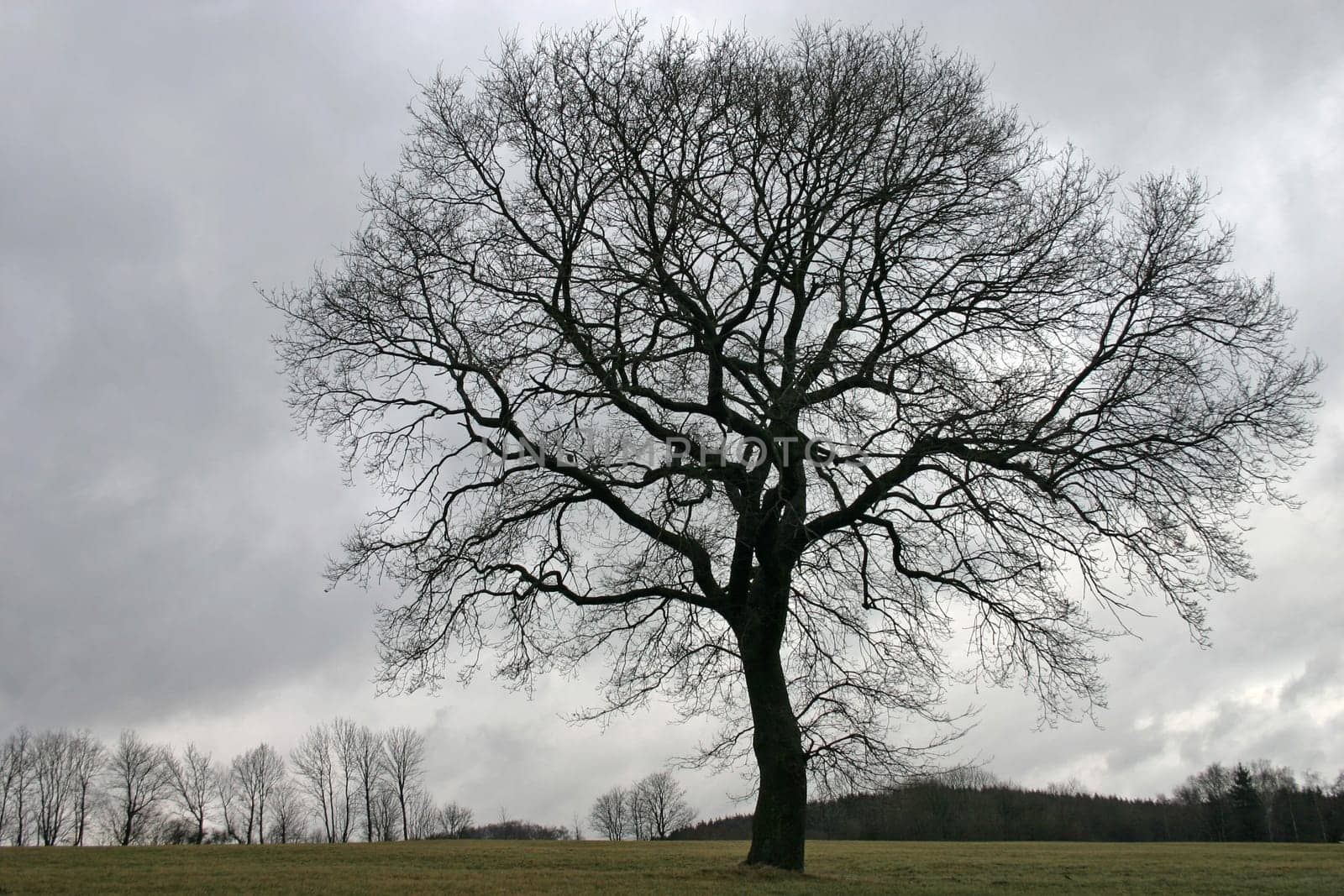Pedunculate oak in winter