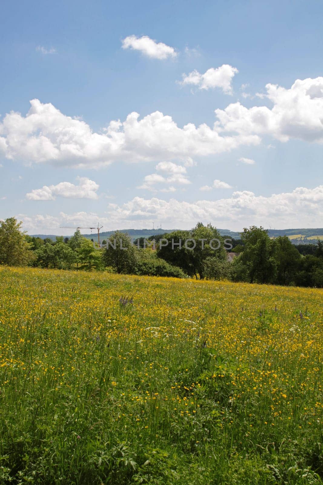 Yellow flower meadow