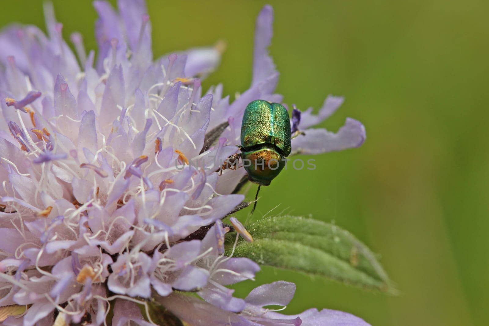 Drop beetle is attacked on flower of ant