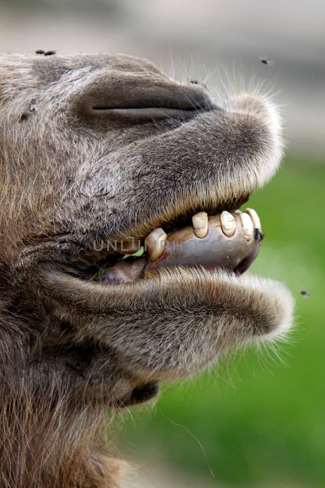 Trampeltierschnauze