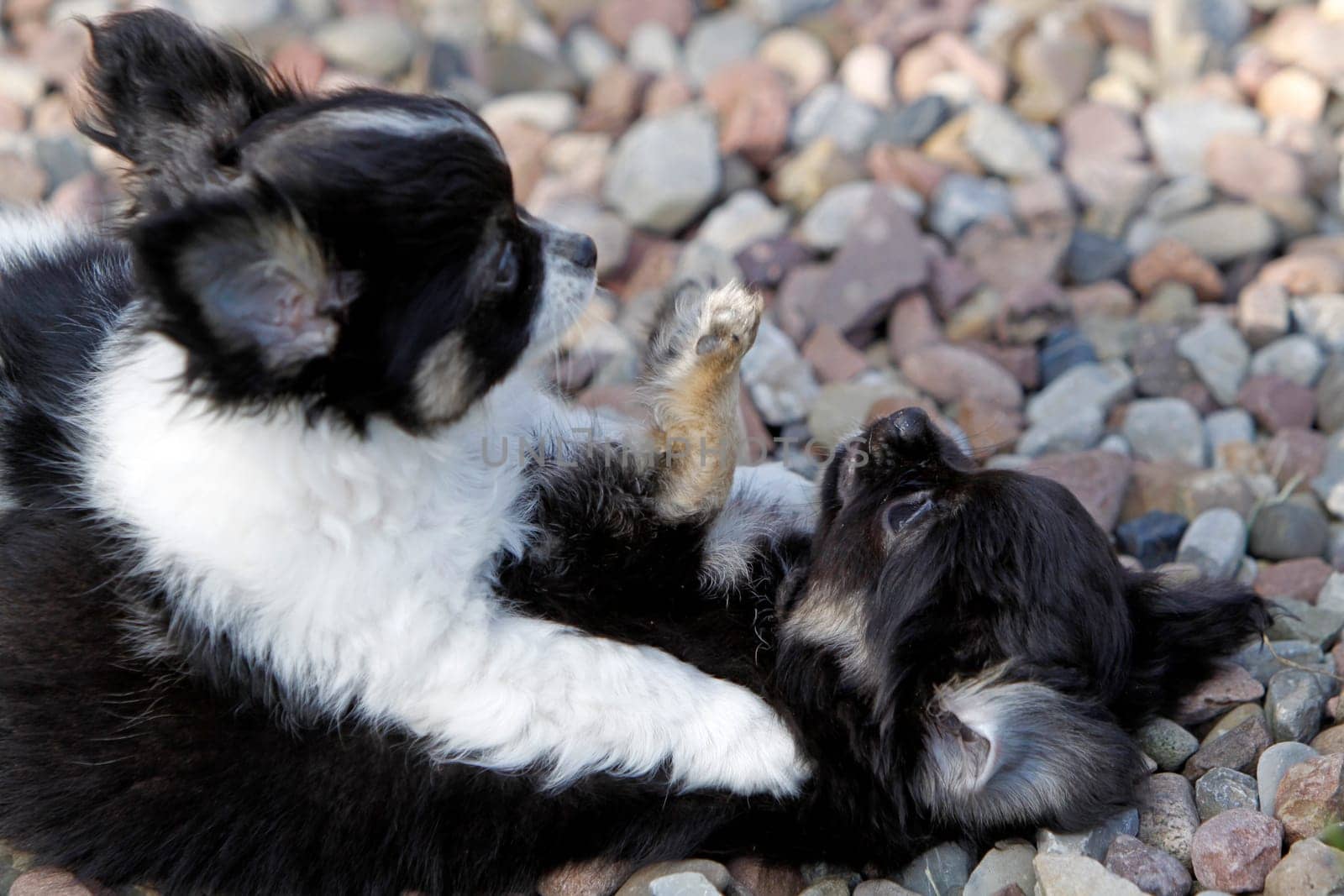 Fighting Chihuahuas