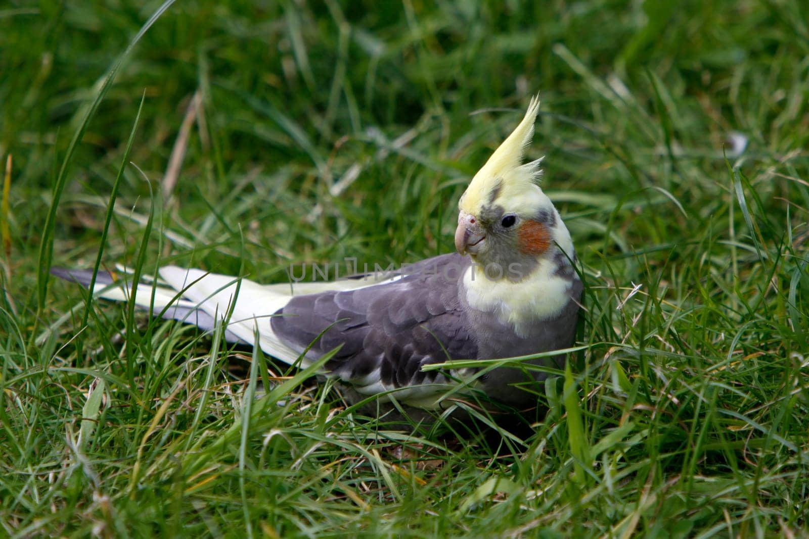 Cockatiel in the grass