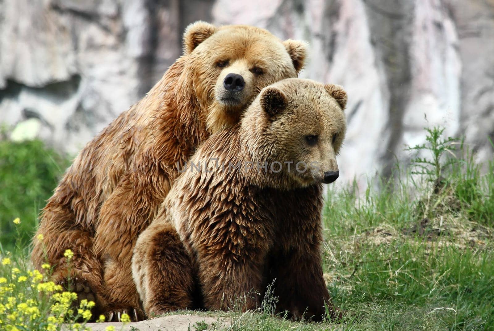 Bear,brown bear,predator,omnivore,mammal,two,duo,portrait