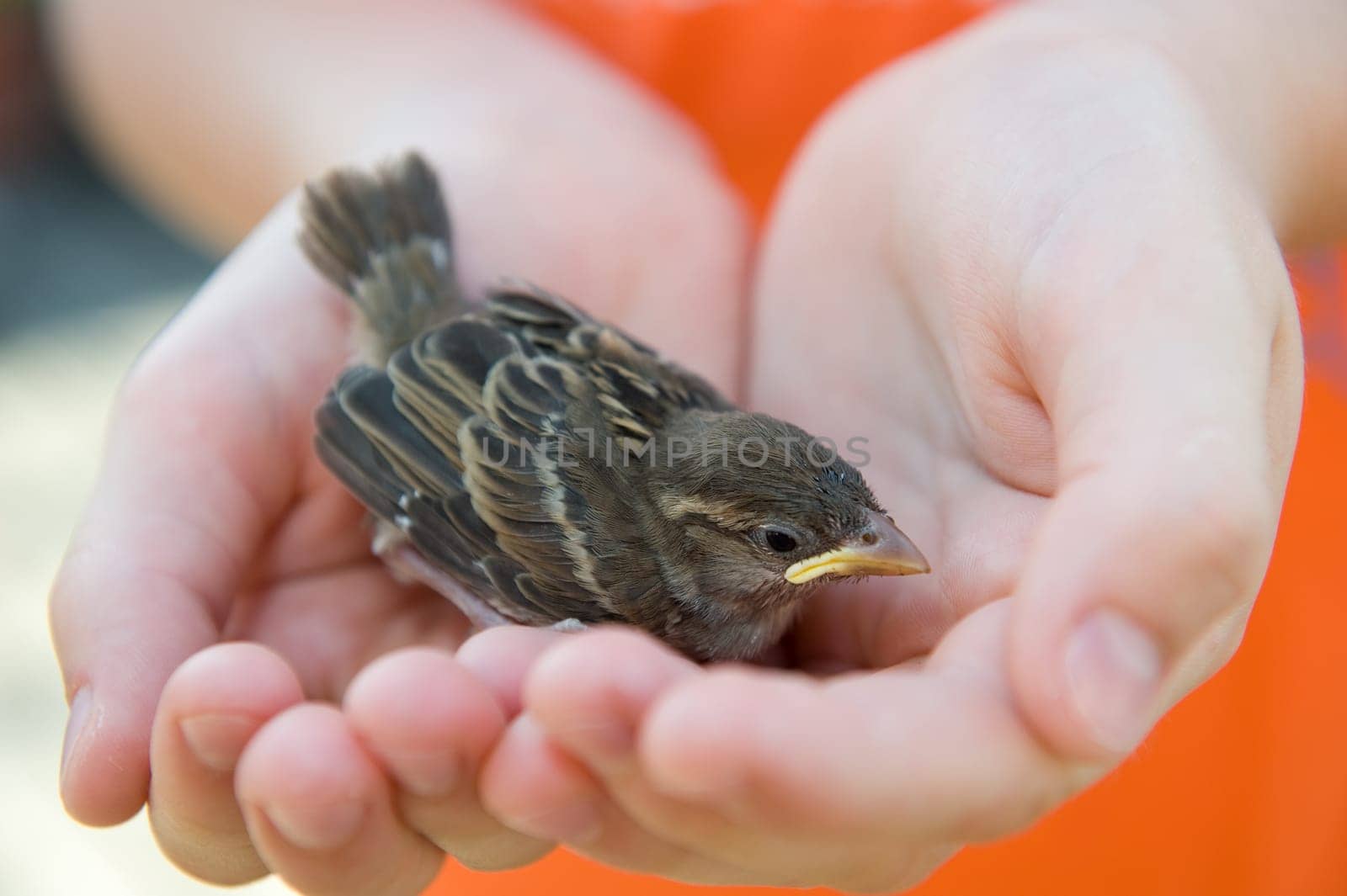Little Sparrow in Children's Hand