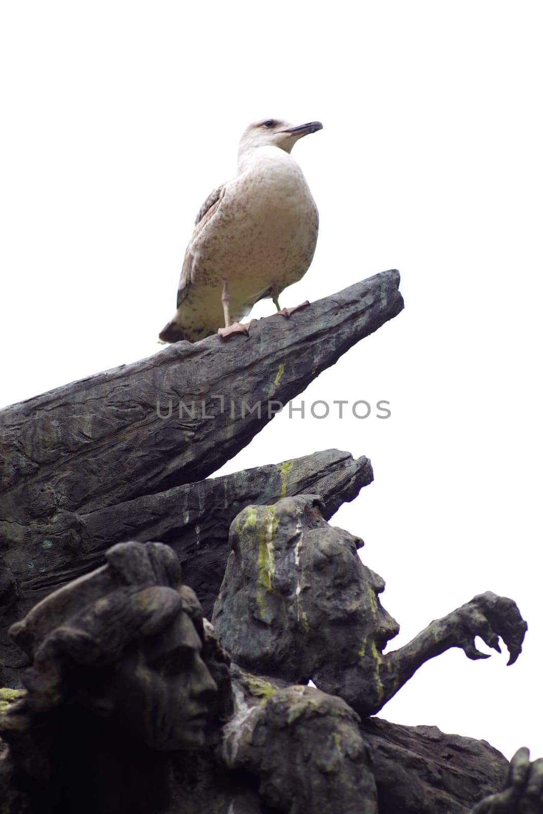 Photo of a Seagull on statue in Trieste