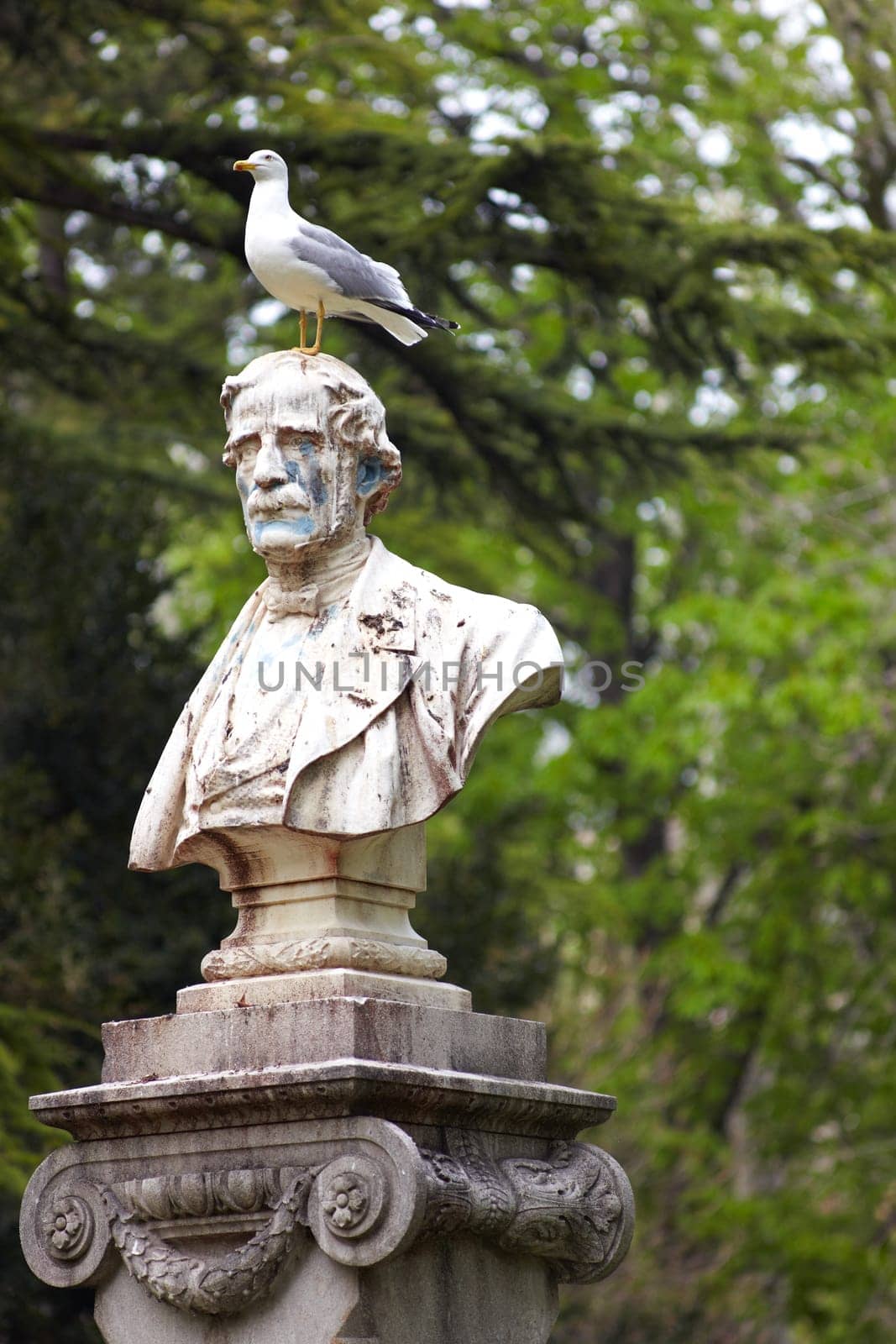 Photo of a Seagull on statue in Trieste