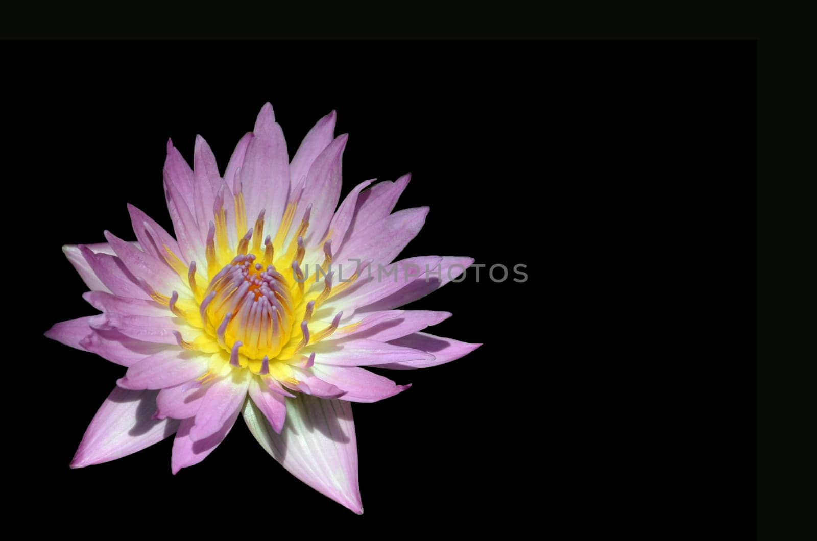 tropical water lily nymphaea nymphaeaceae "pink platter"" isolated on black"
