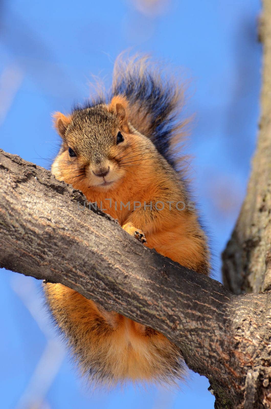 Squirrel on tree looking at you