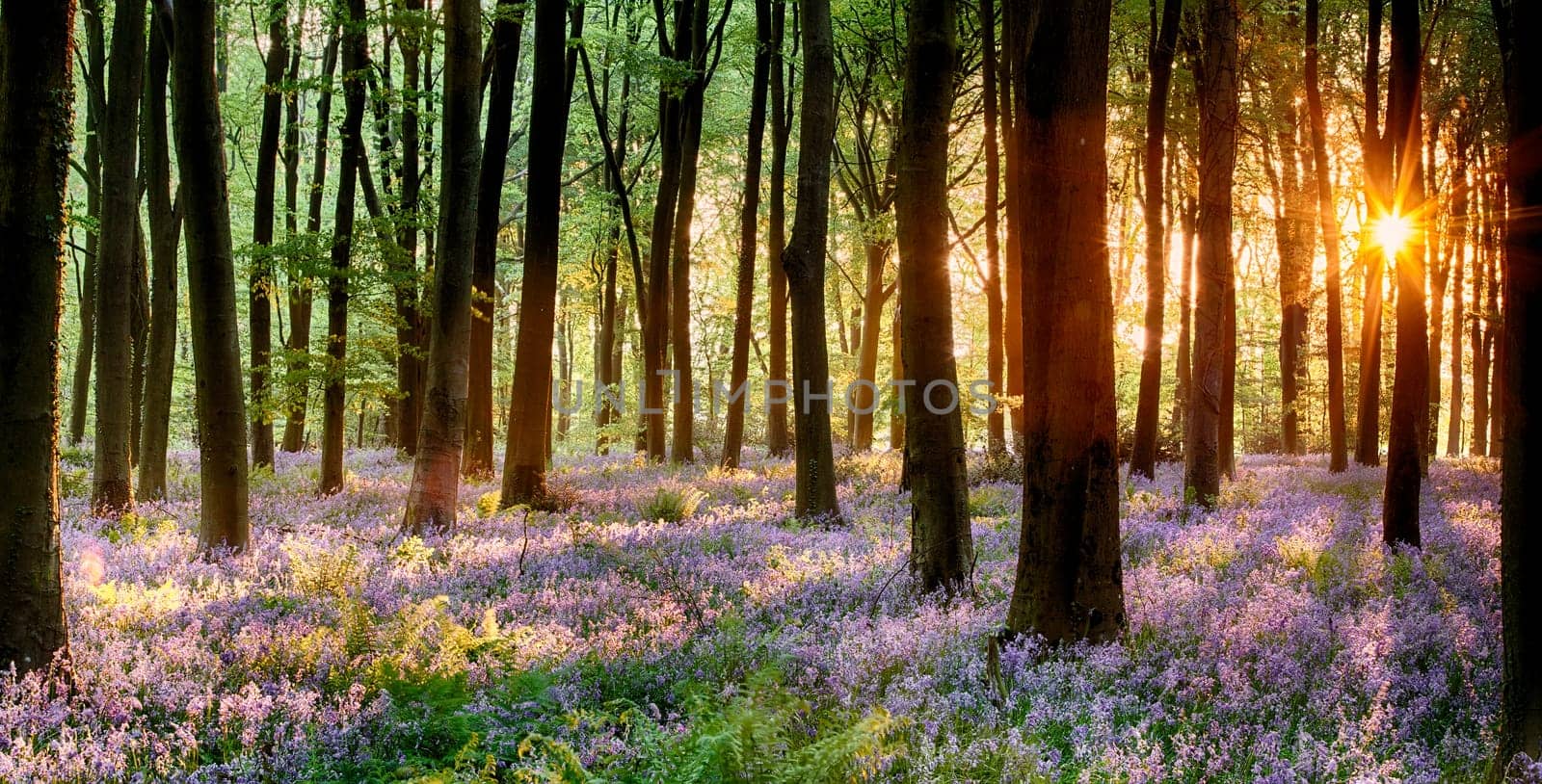Bluebell woods in early morning sunrise