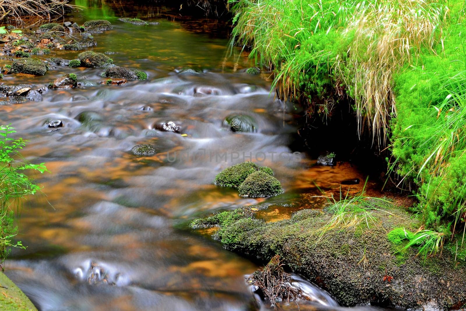 Mountain stream in the Harz National Park