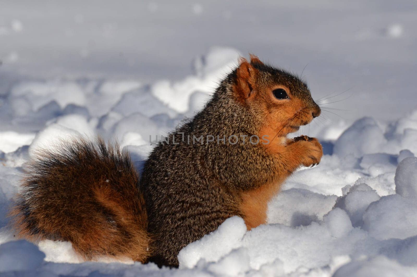 Squirrel in snow eating facing right