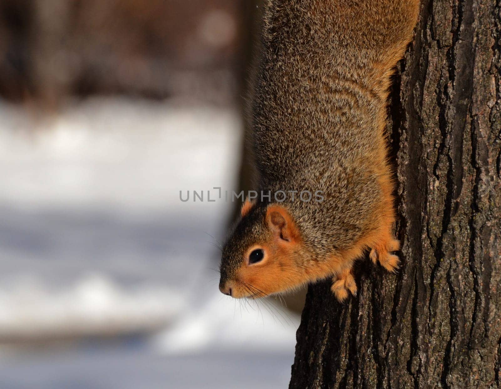 Squirrel in snow looking from tree