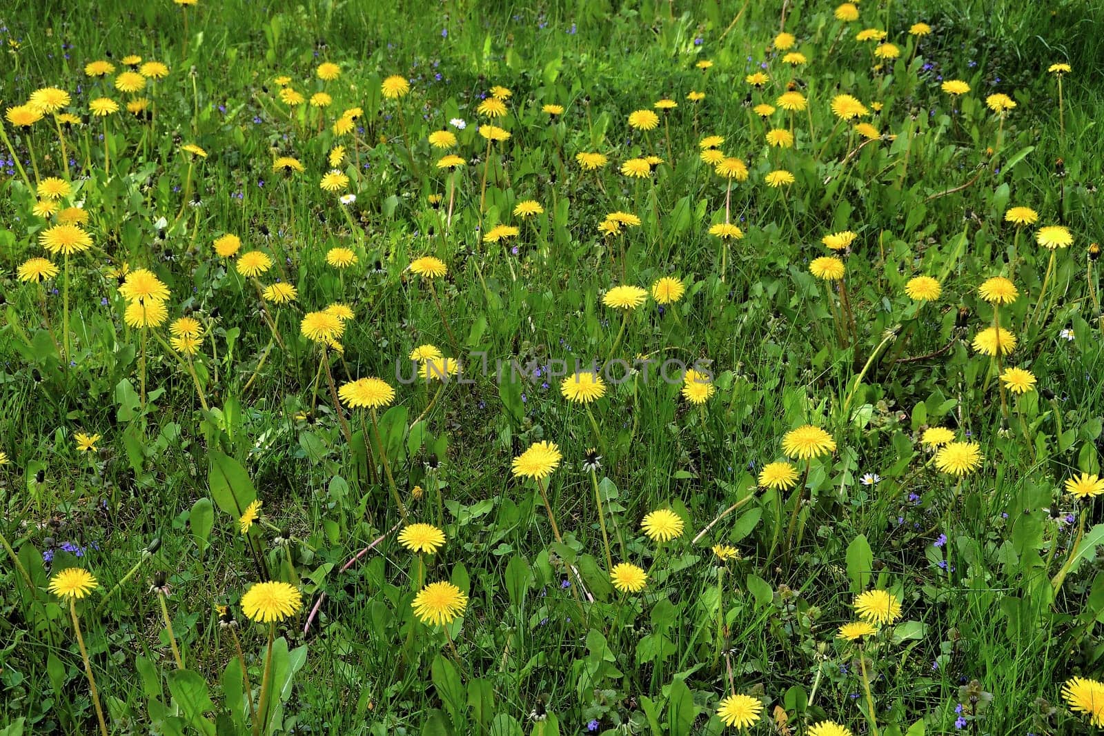 Flower meadow in spring