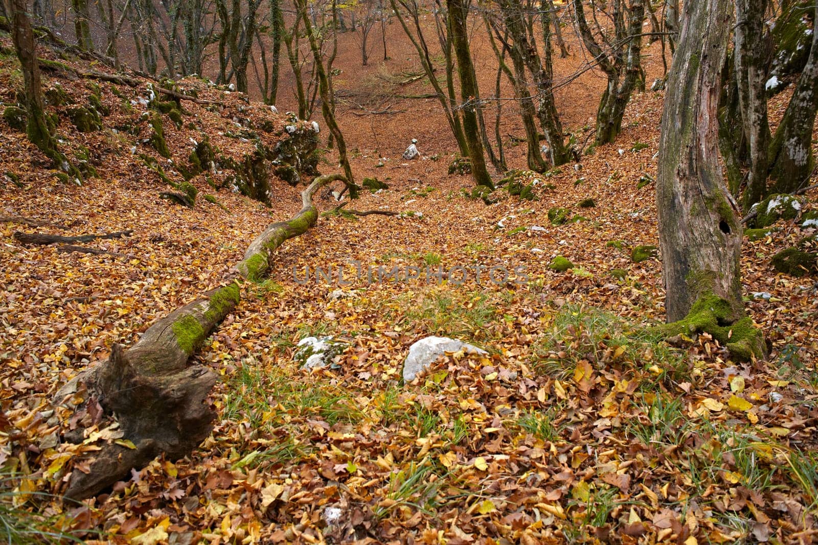 View of dried leaves and trees in the Trieste sinkholes