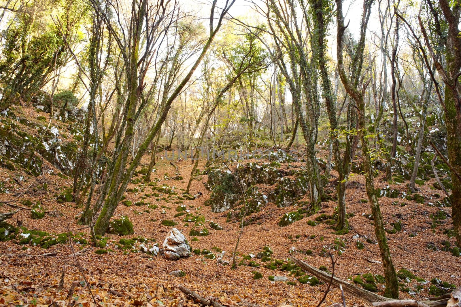 View of dried leaves and trees in the Trieste sinkholes