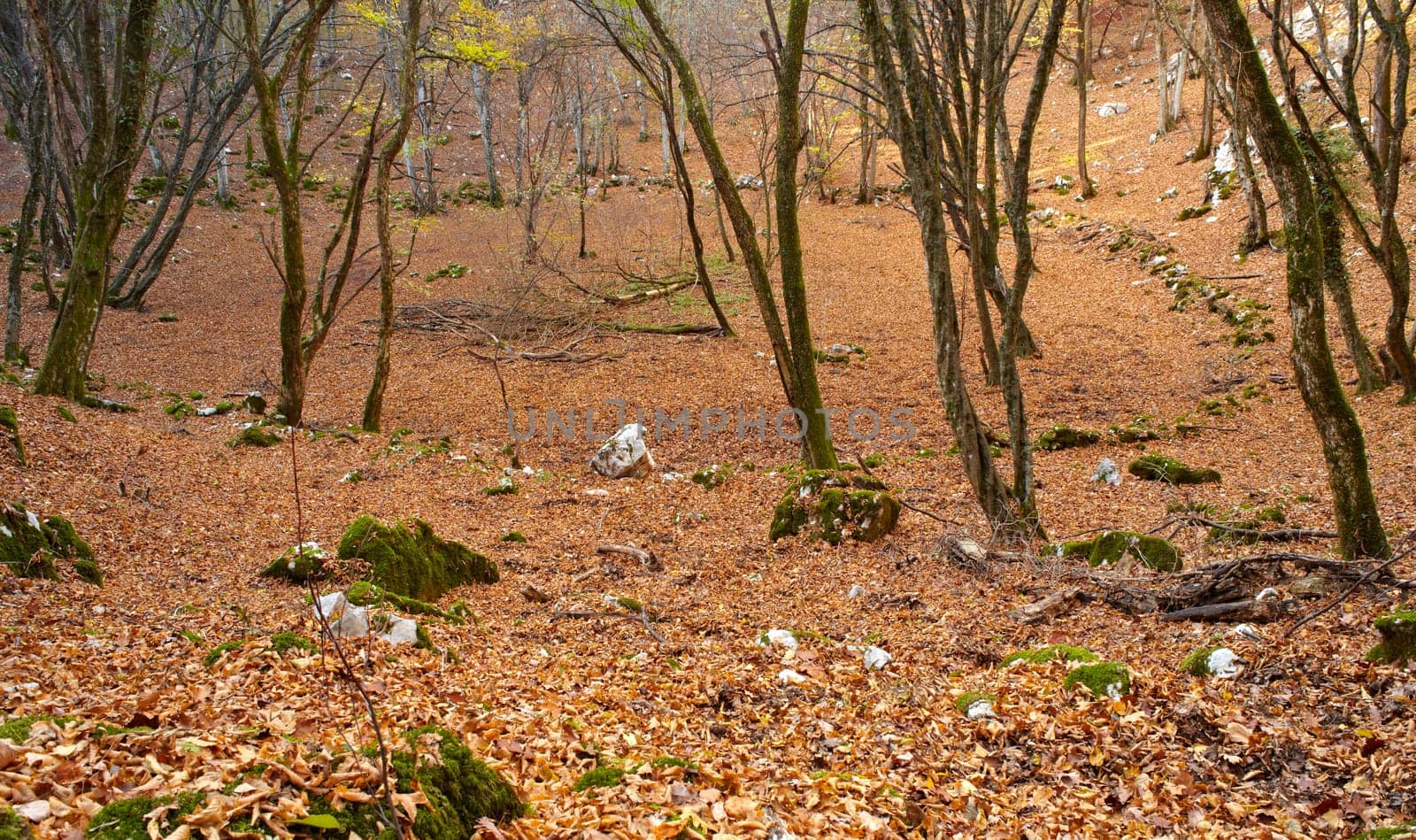 View of dried leaves and trees in the Trieste sinkholes