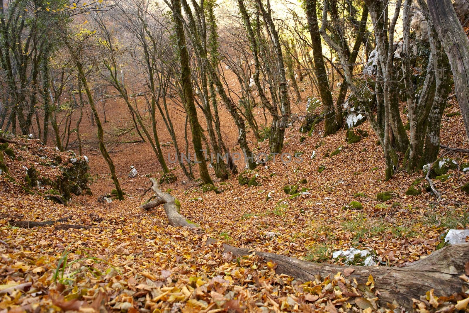 View of dried leaves and trees in the Trieste sinkholes