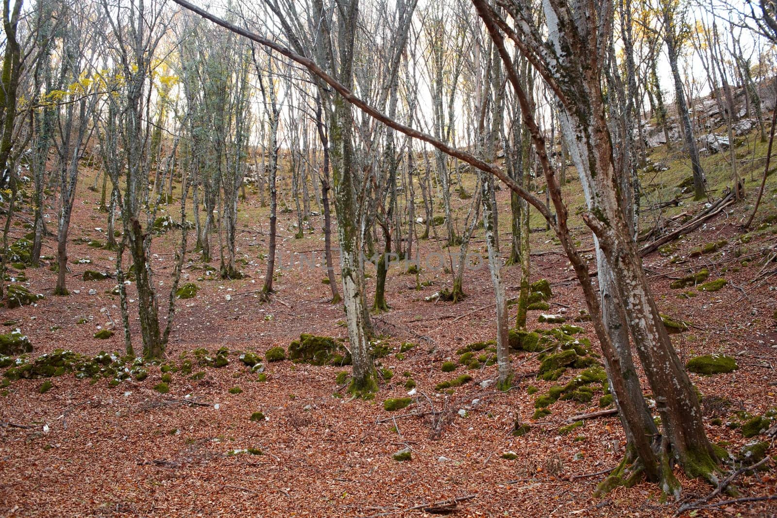 View of dried leaves and trees in the Trieste sinkholes