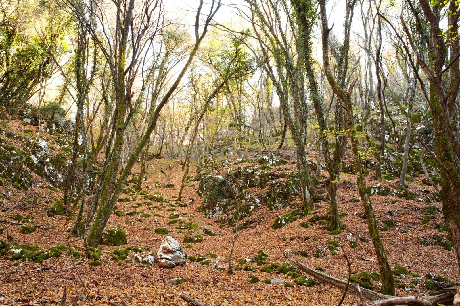View of dried leaves and trees in the Trieste sinkholes