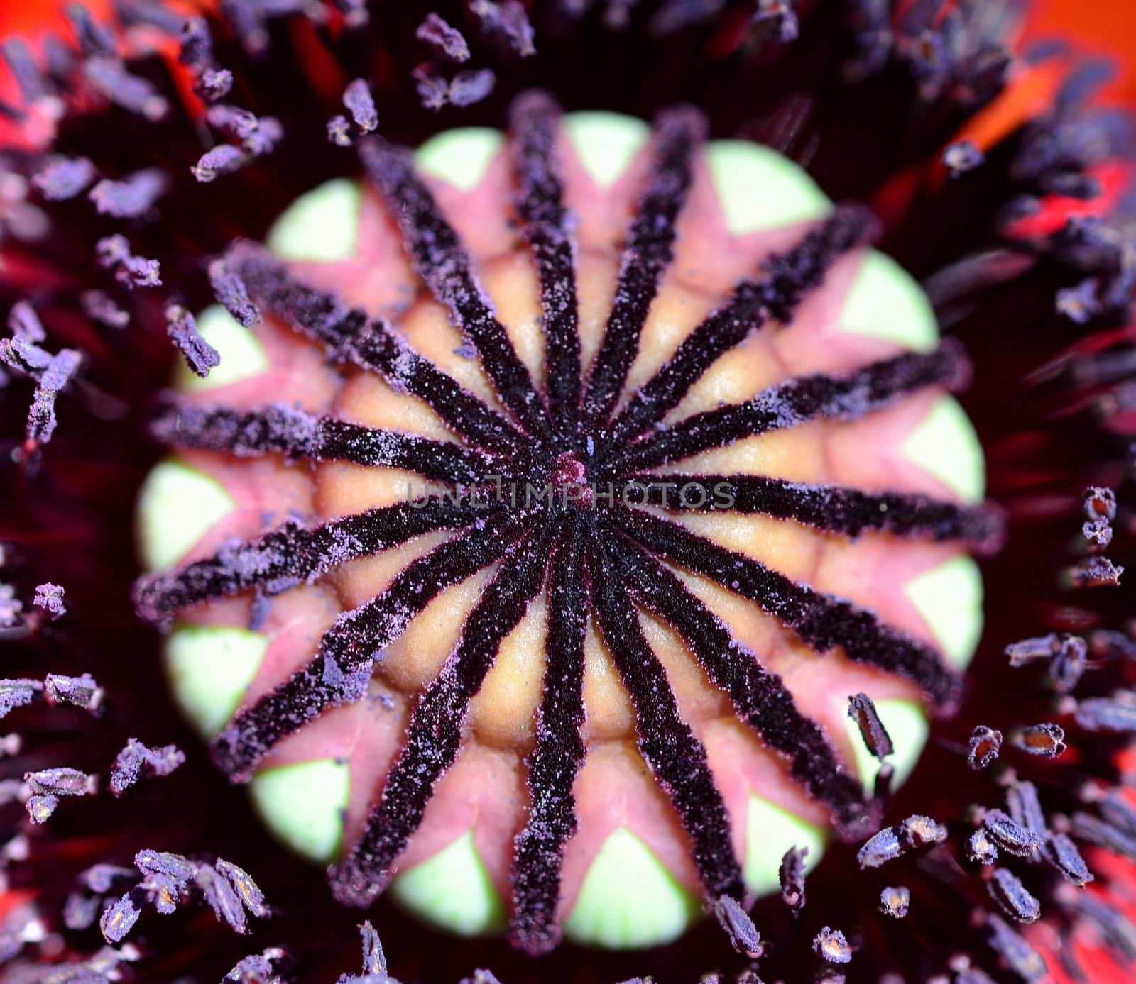 Poppy Macro