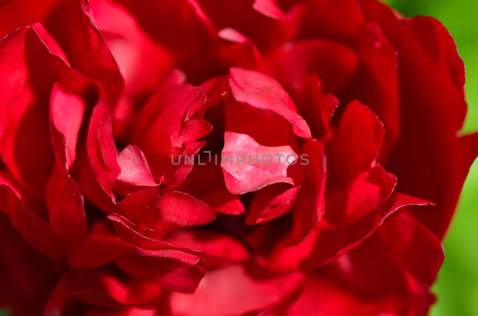 Peony
