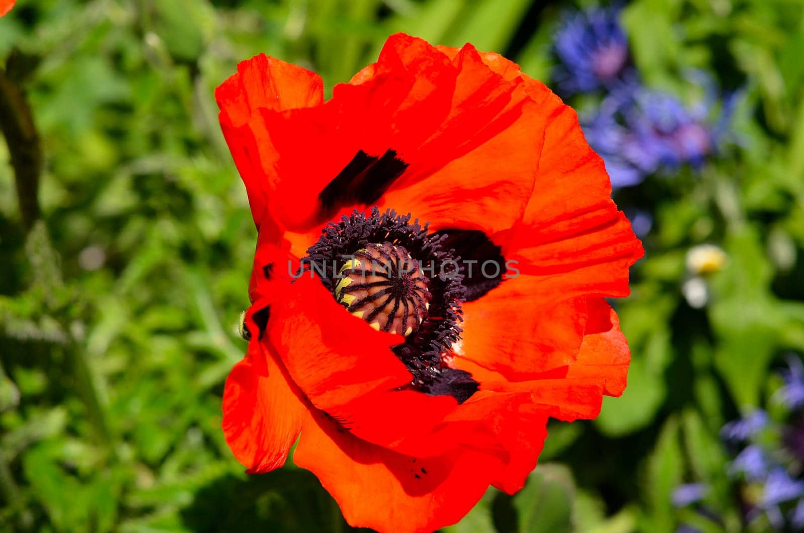 Poppy Macro