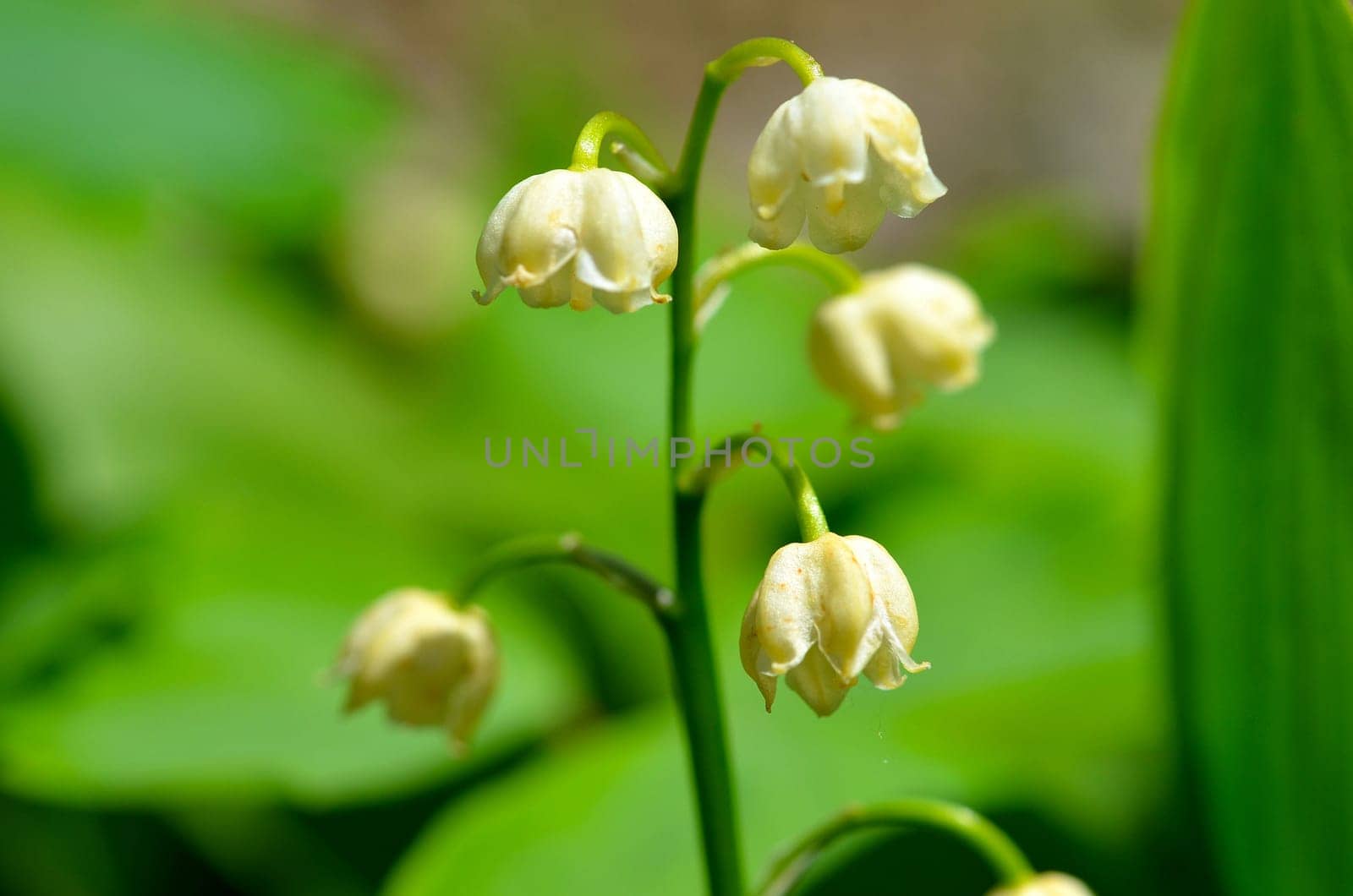 Lily of the valley
