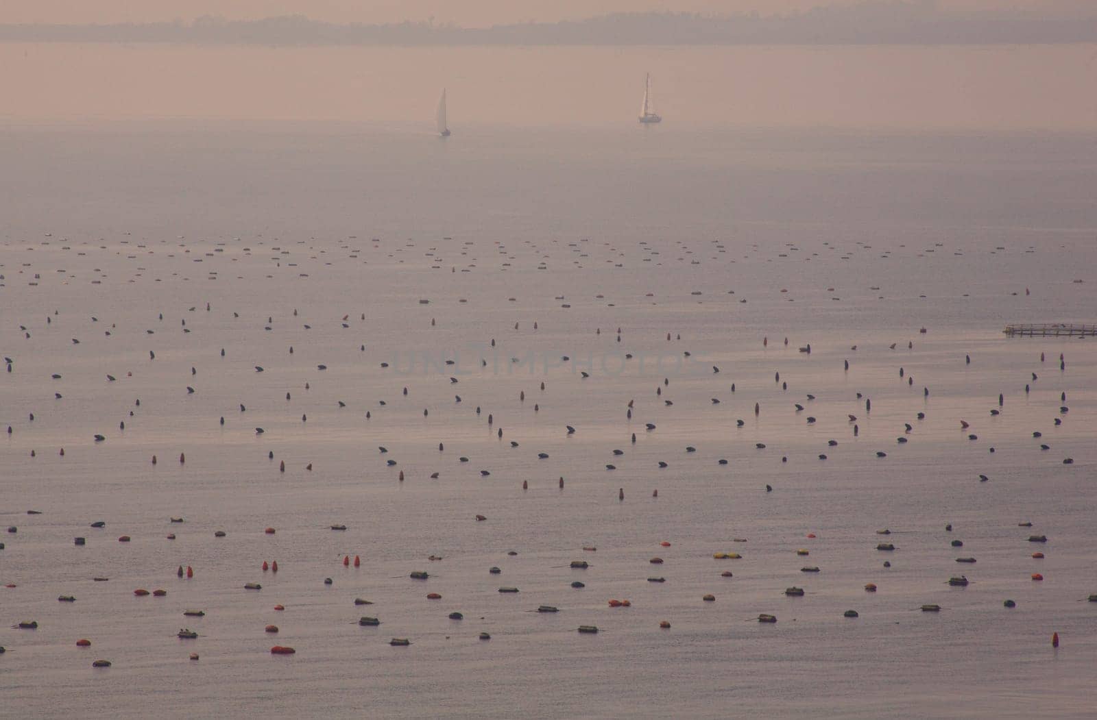 Mussel farming in the sea, Duino - Trieste