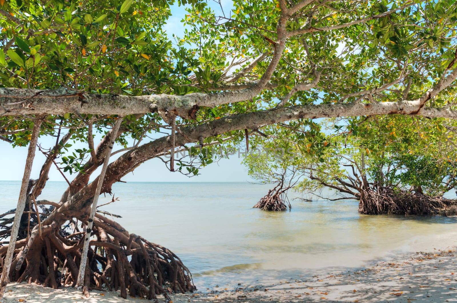 Mangroves in Florida in the Ten Thousand Islands.