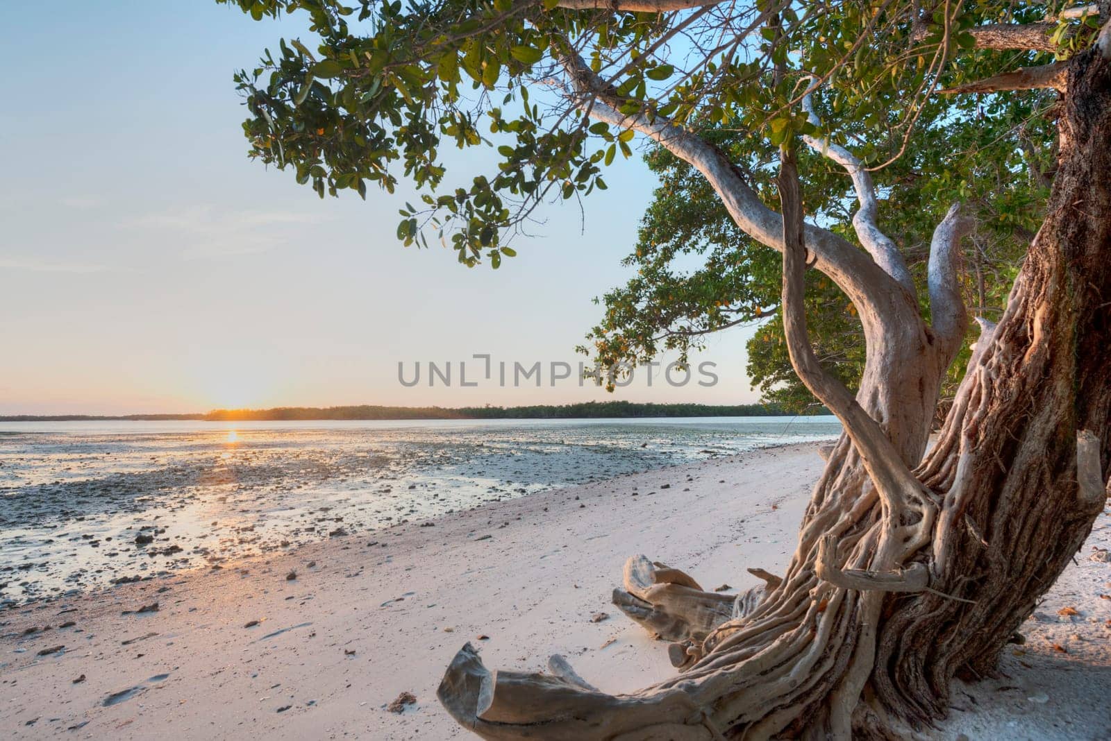Mangroves in Florida in the Ten Thousand Islands.