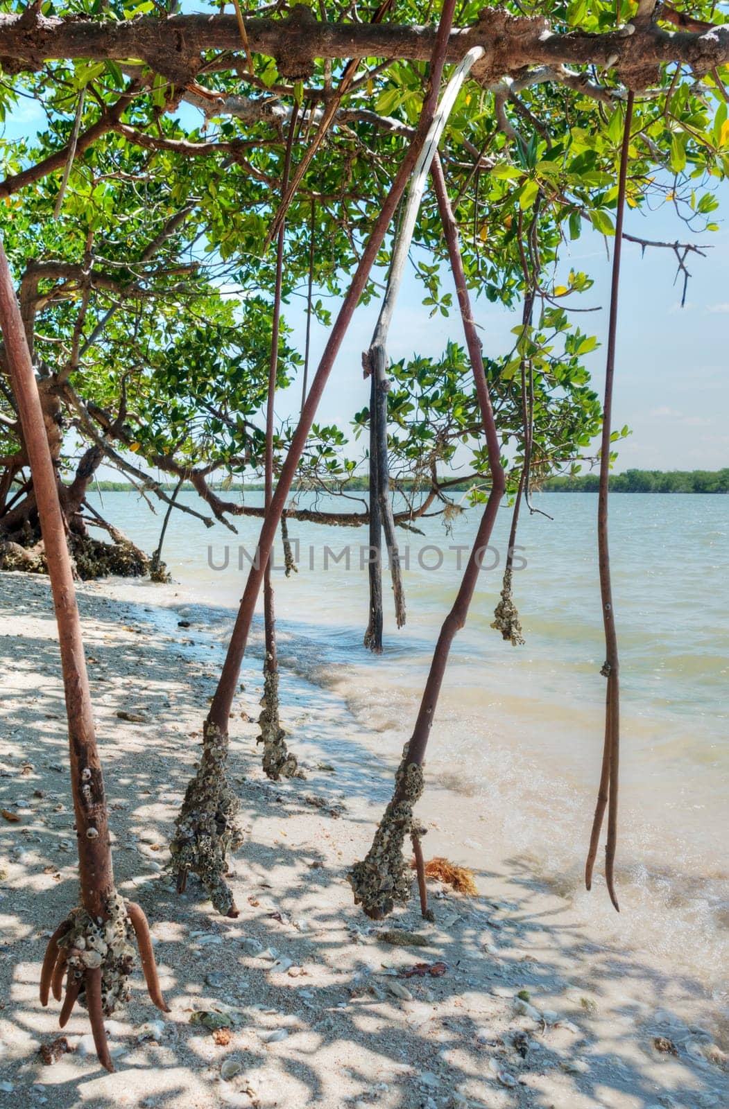 Mangroves in Florida in the Ten Thousand Islands.