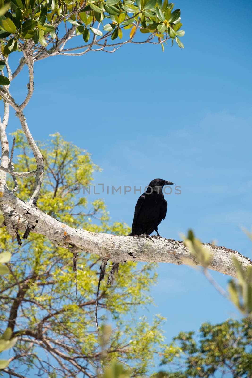 Black Crow on Tree Branch in Florida.