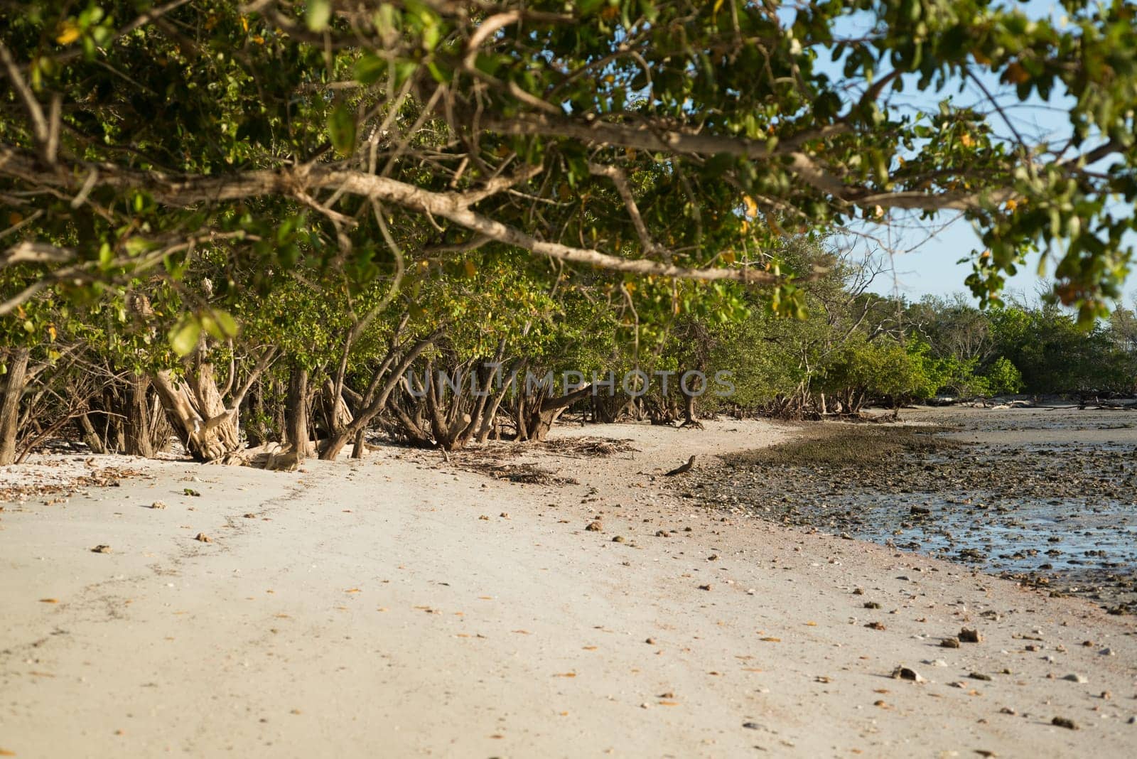 Mangroves in Florida in the Ten Thousand Islands.