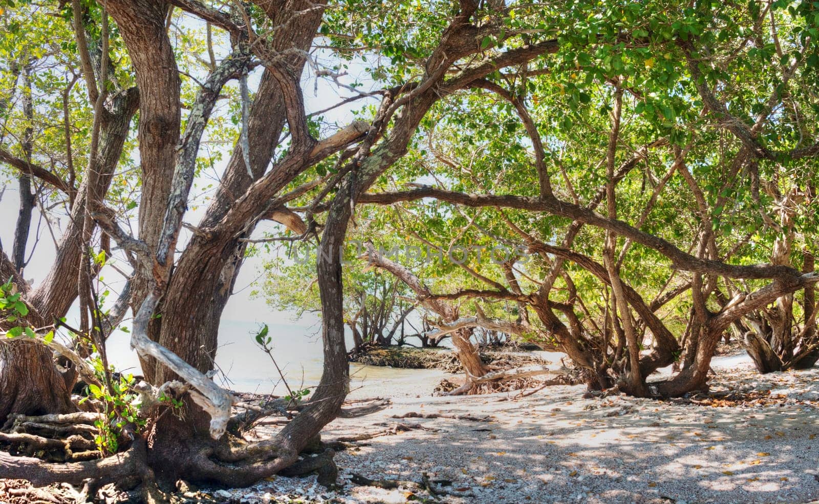 Mangroves in Florida in the Ten Thousand Islands.