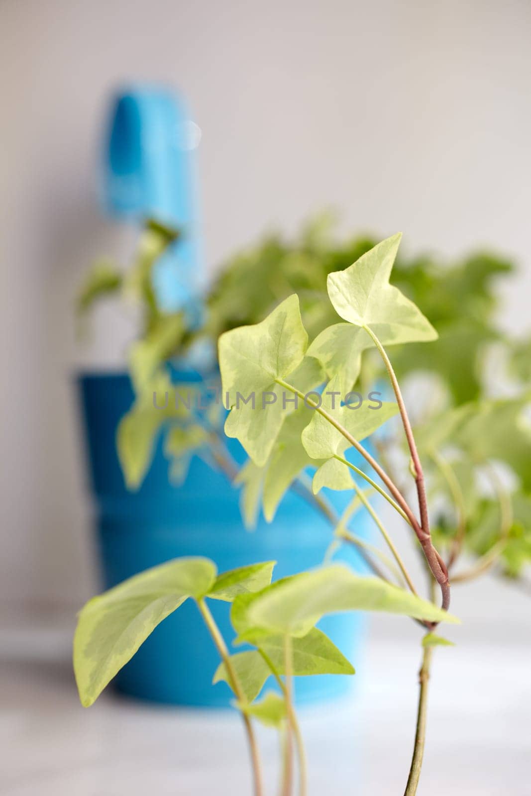 Photo of green leaves plant