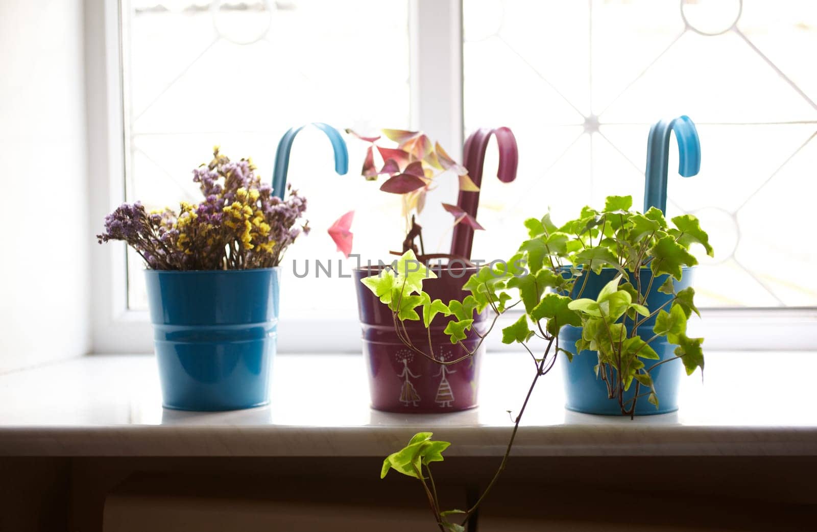 Photo of nice pots plant