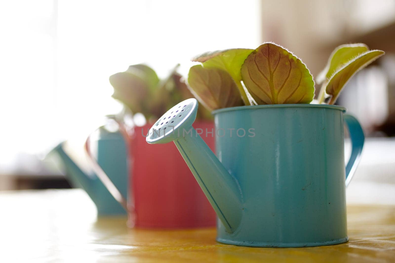 Photo of nice pots plant