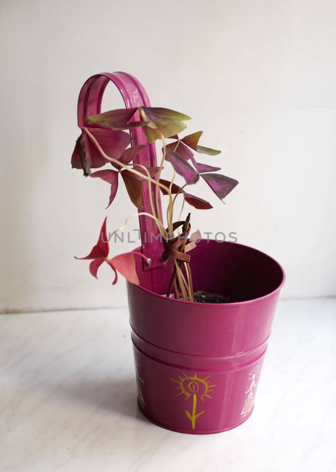Photo of nice pot plant