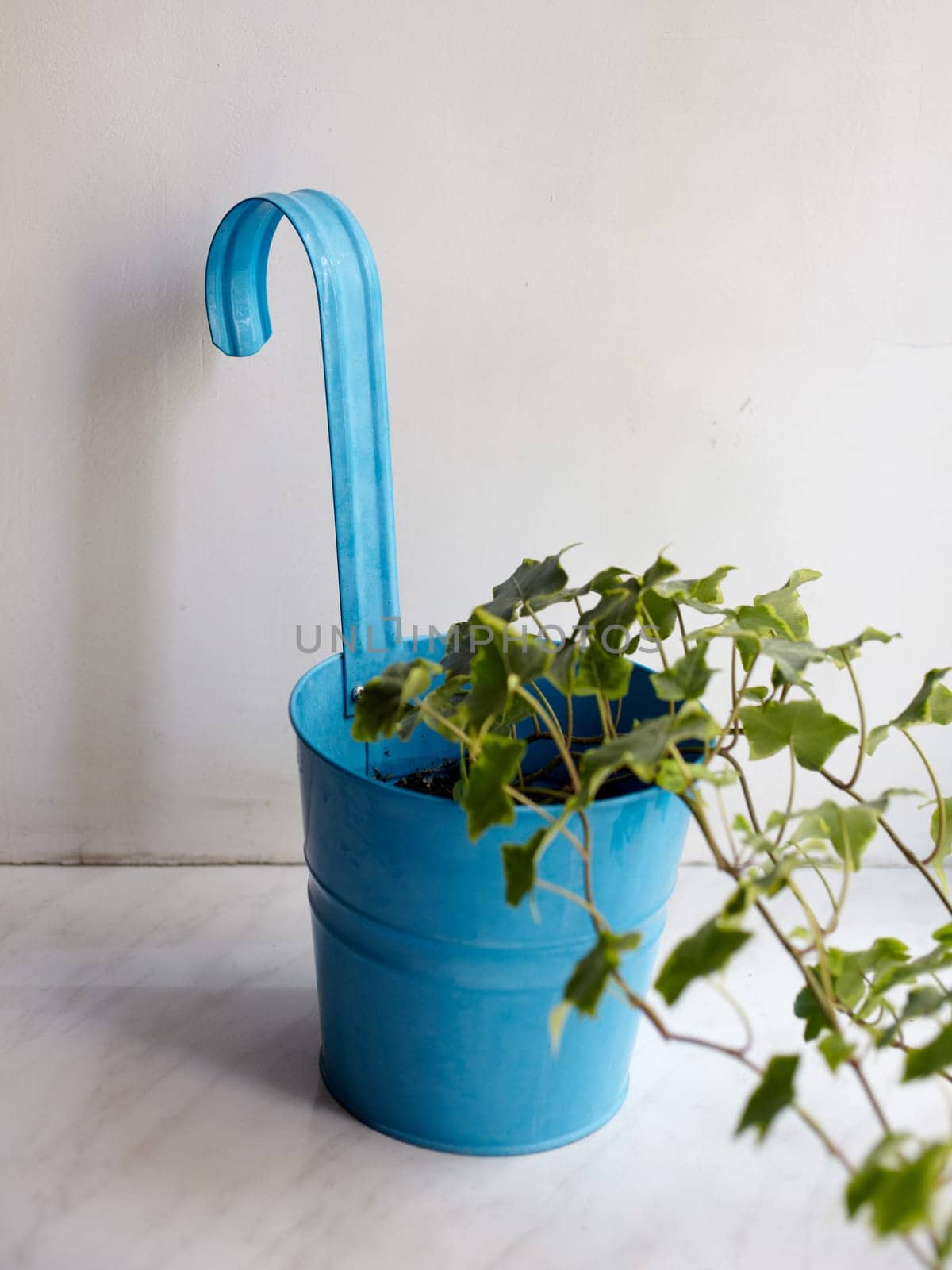 Photo of nice pot plant