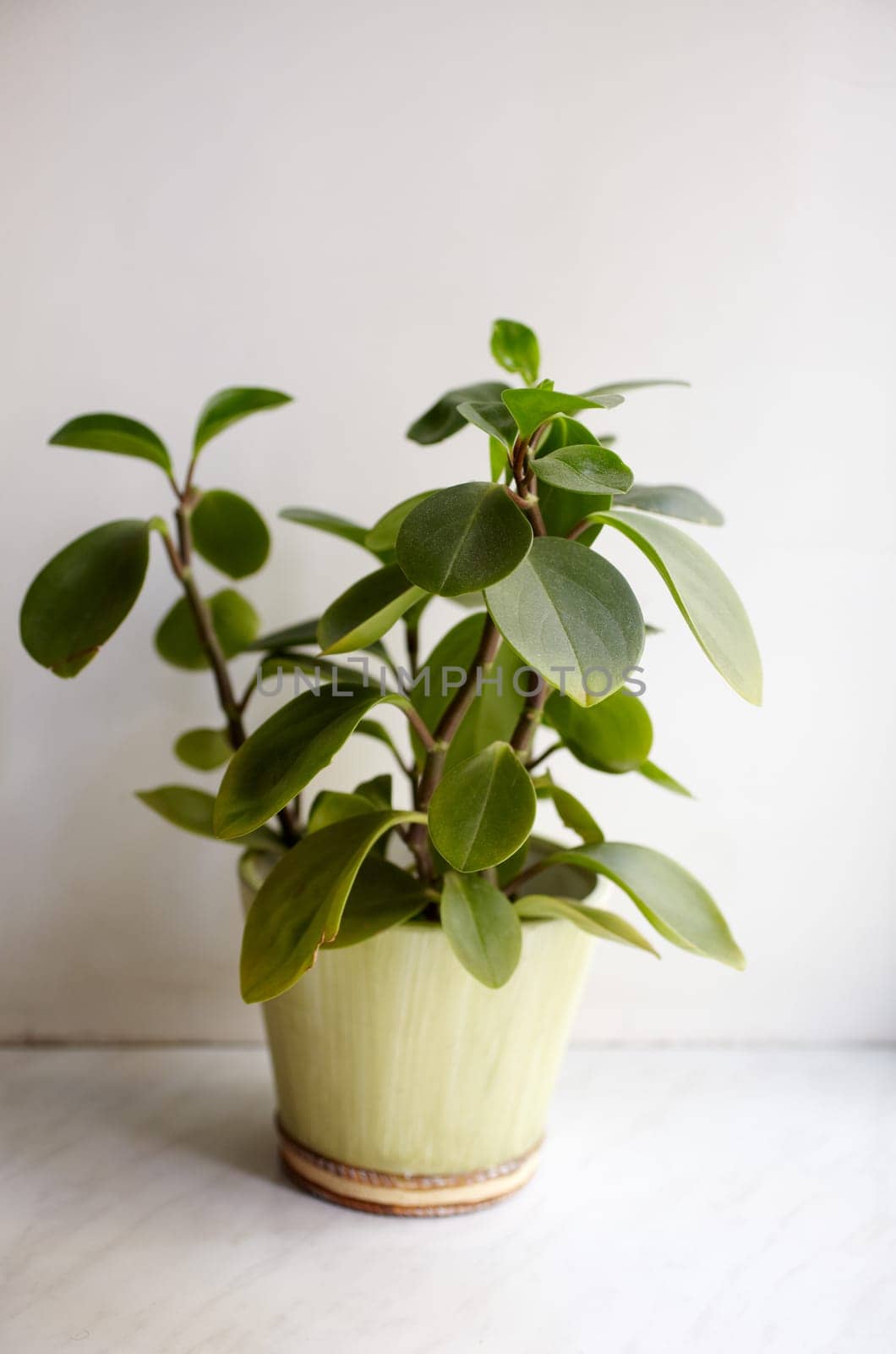 Photo of nice pot plant