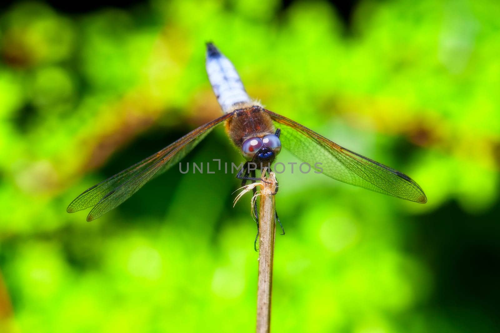 Flat belly - Libellula depressa in a macro image