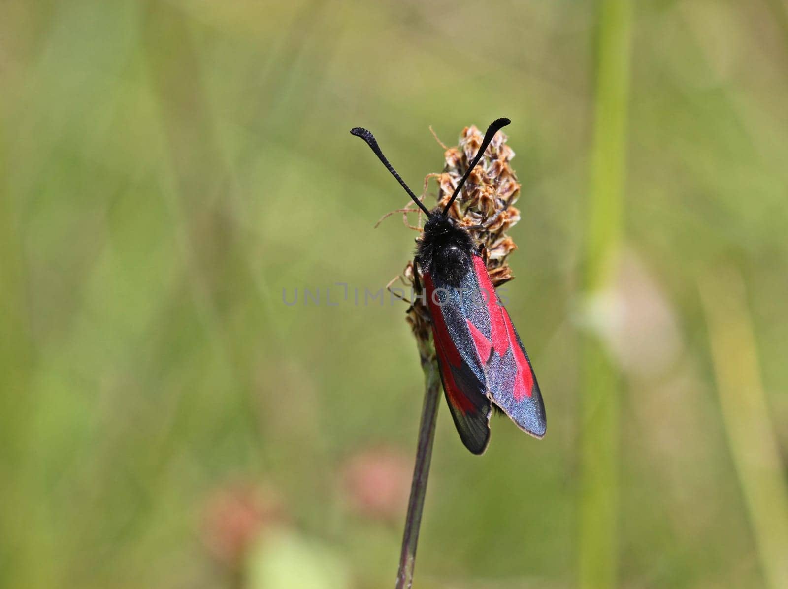 Thyme ram (Zygaena purpuralis)
