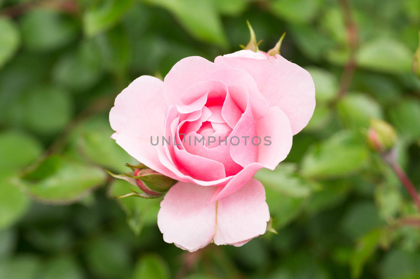 Rose rose,close-up of the flower on rose bush