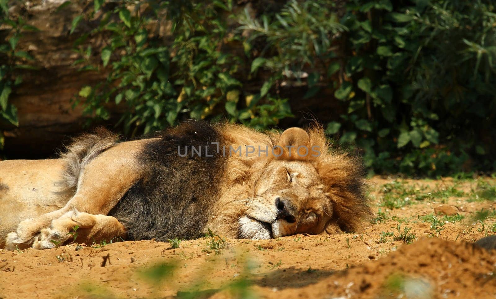 Siesta