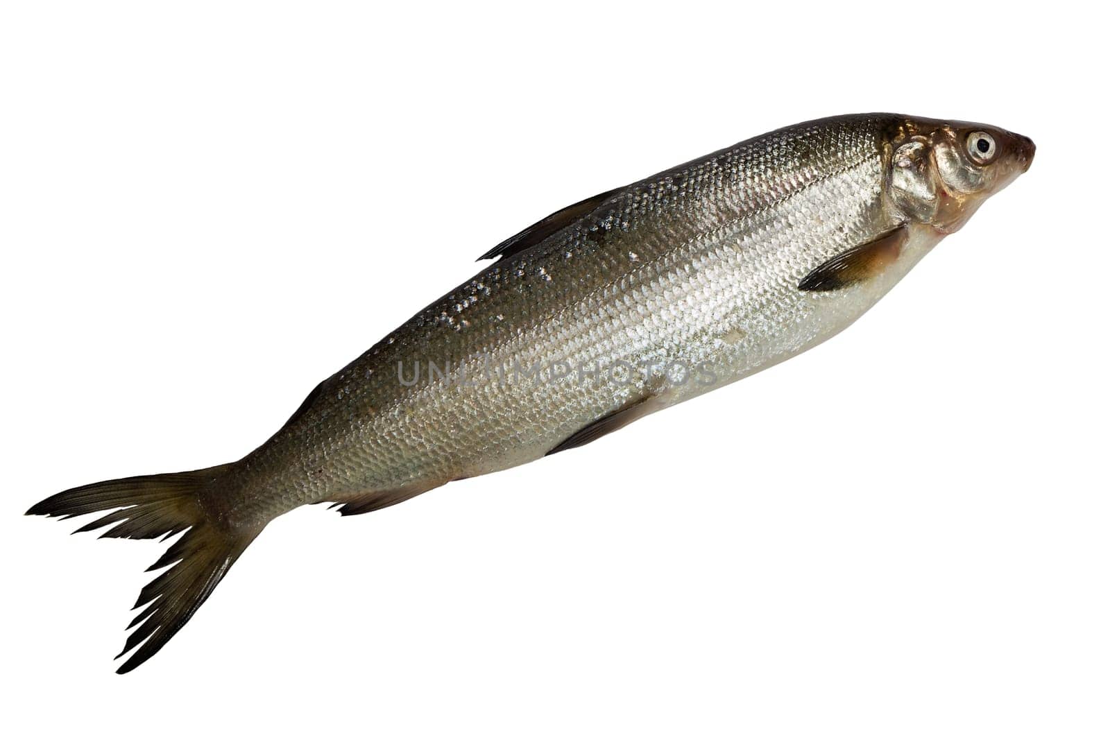 single fresh whitefish isolated on white background